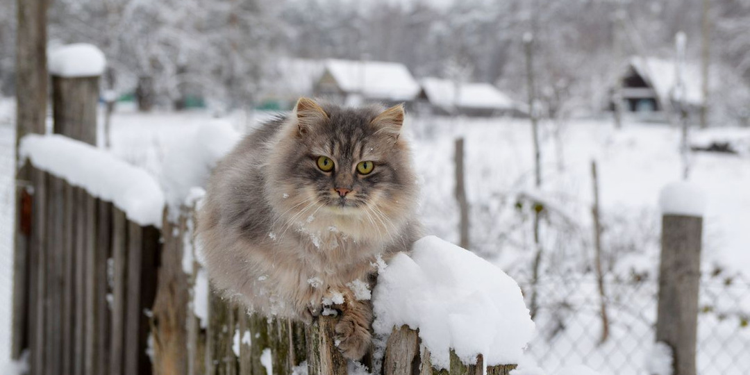 Какие штрафы грозят за снег на даче и кто должен чистить дороги в СНТ