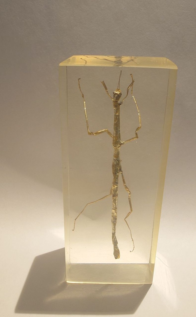 пожеванный какой-то палочник из моей коллекции