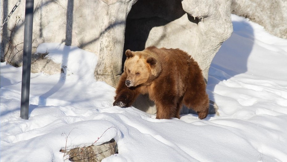    Медведи в зоопарке Коркеасаари в Хельсинки, Финляндия. Автор фото: Зоопарк Коркеасаари/korkeasaari.fi