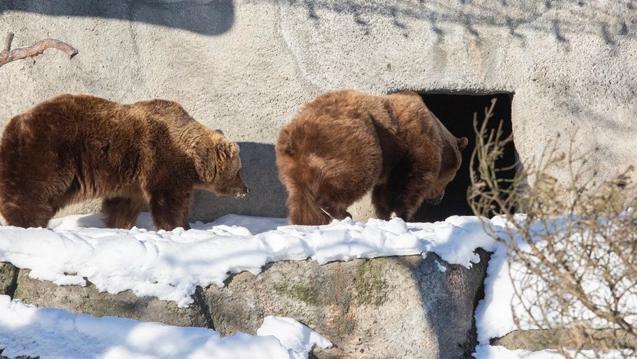    Медведицы в зоопарке Хельсинки вышли из спячки. Финляндия. Автор фото: Зоопарк Коркеасаари/korkeasaari.fi