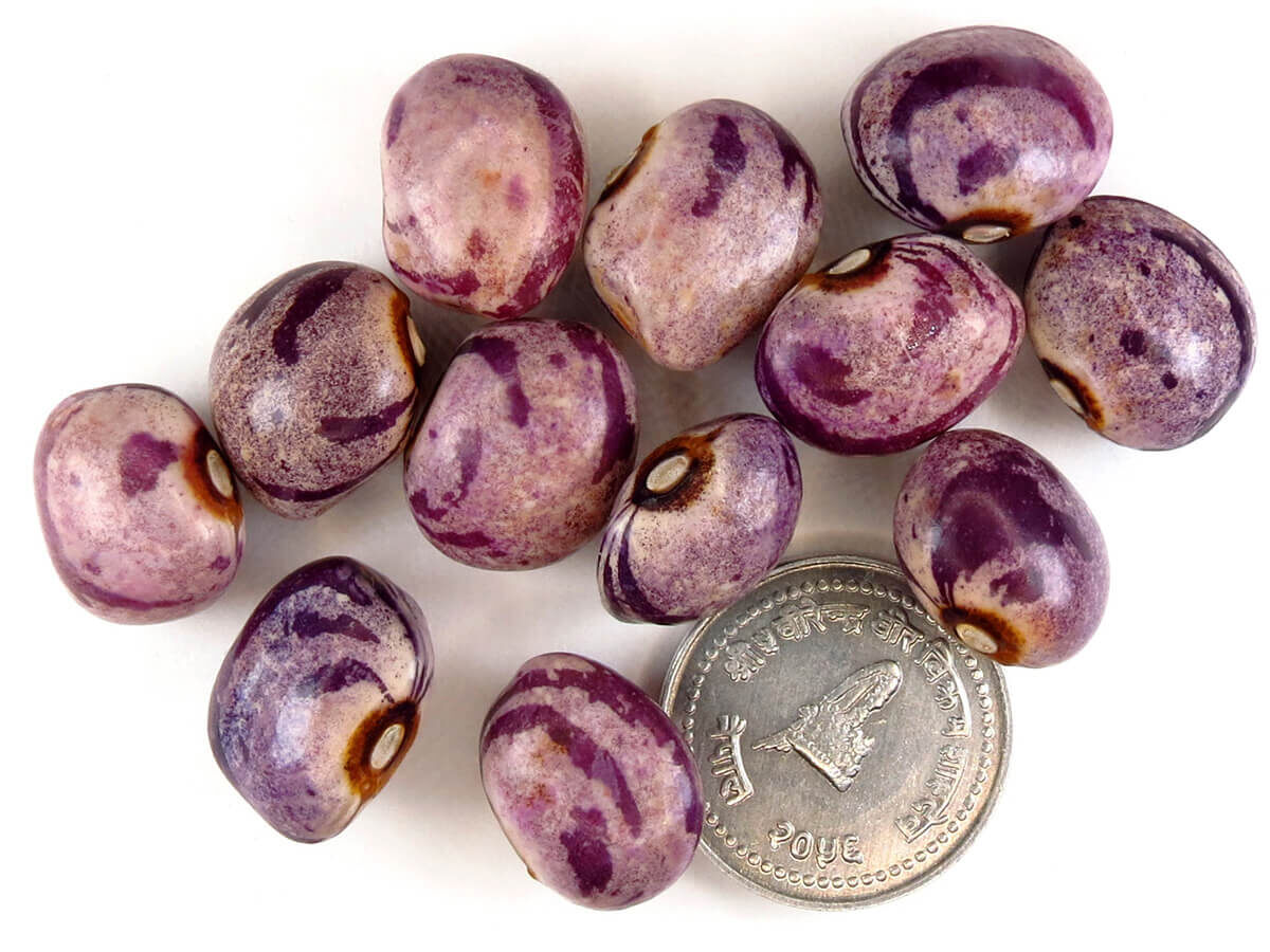 Фасоль Сирень — нежный вкус в красивой оболочке