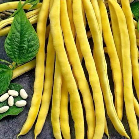 Фасоль Золушка — ранний и неизменно стабильный урожай