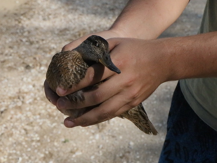   Николай Ткаченко