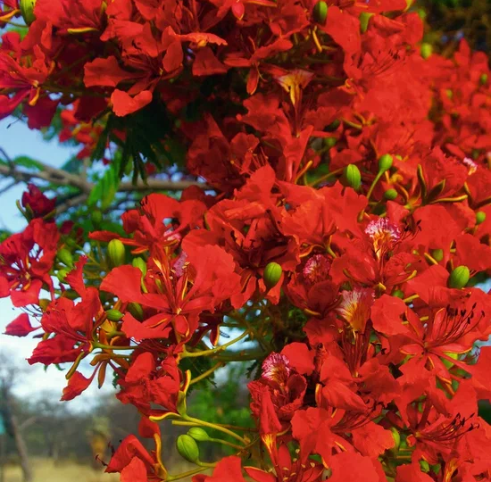 Зачем вообще русские летят в Намибию?