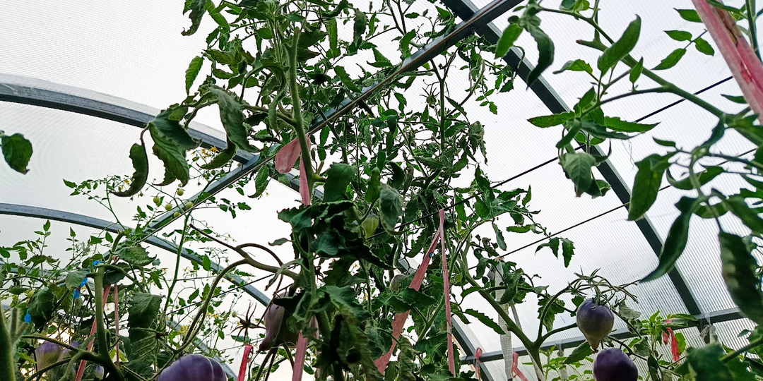 В феврале вместе с томатными гномами я посею и один сорт индетерминантного томата