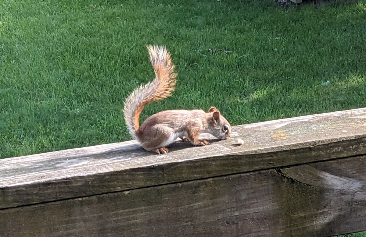 Тот самый детеныш наших прикормленных балконных белок