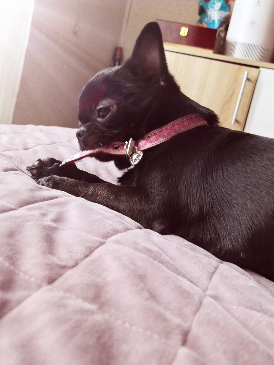 Дейзи. Пытается поднять себя с кровати 😃