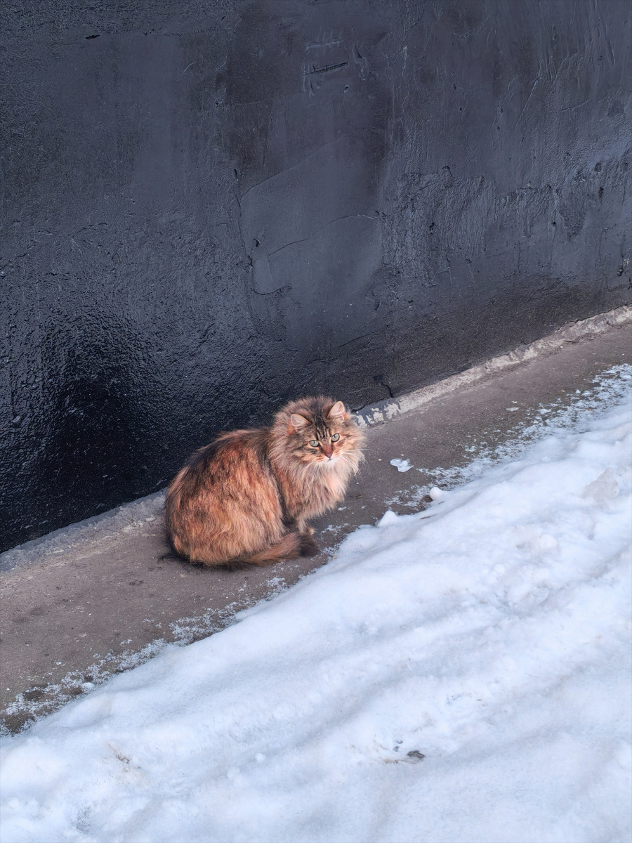 Зеленоглазый красавец