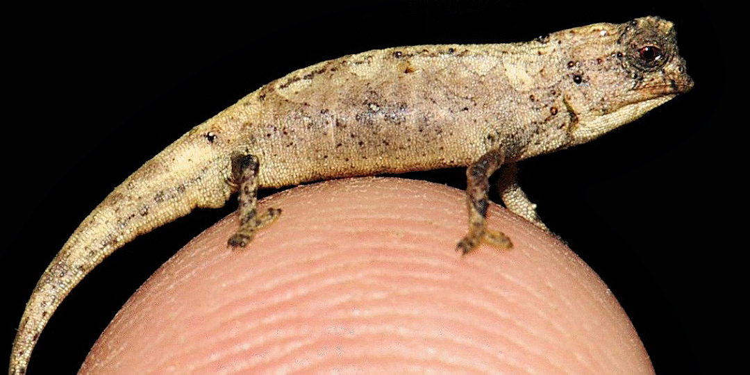 Наноразработки природы в области позвоночностроения