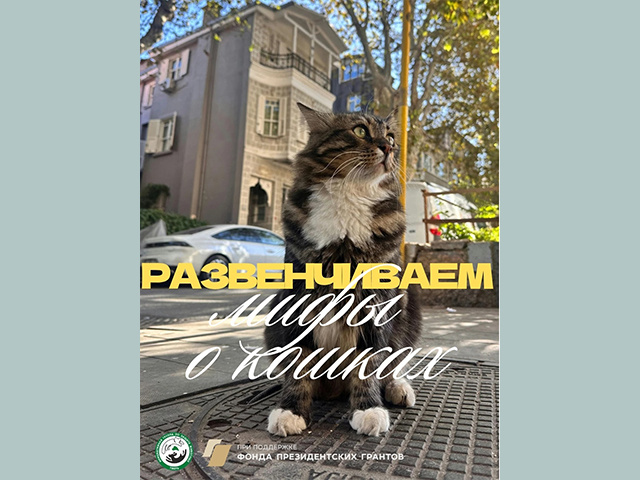 Не проблема, а ответственность» как в Твери учат жить в мире с дворовыми кошками