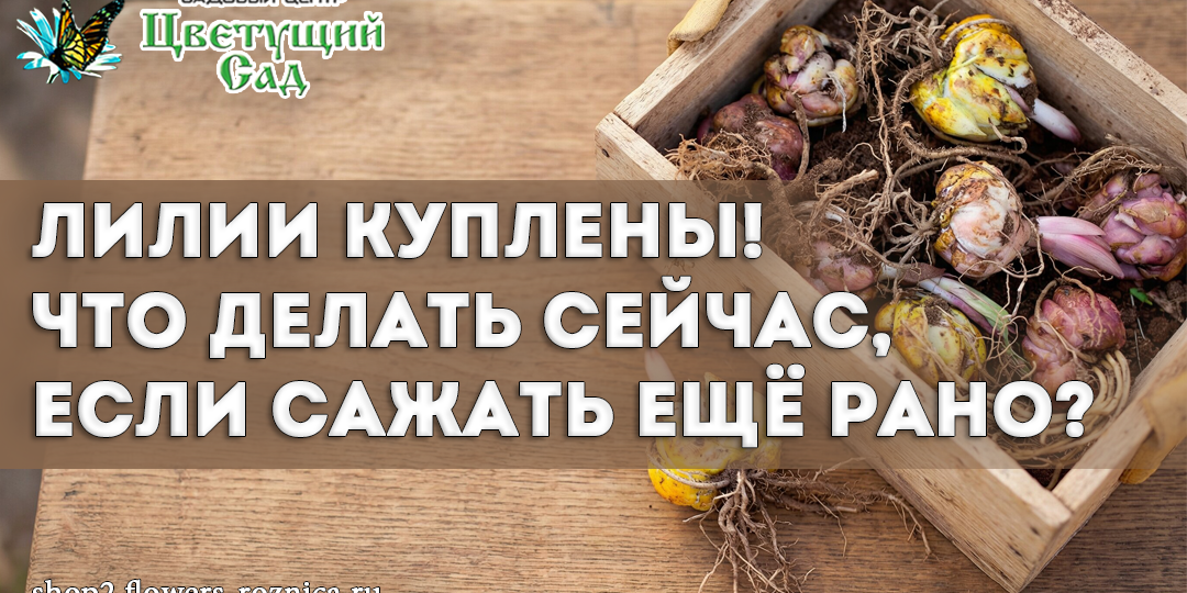 Лилии куплены! Что делать сейчас, если сажать ещё рано?