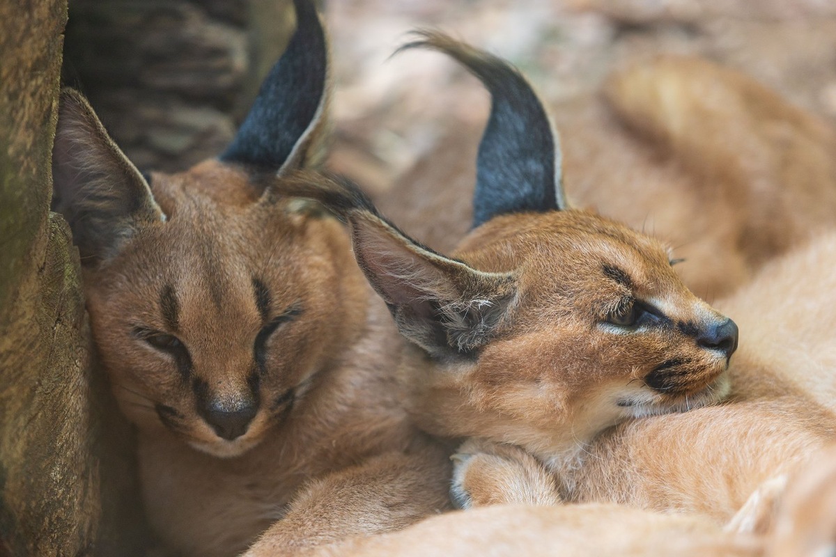    Фото: istockphoto / Roman Bjuty