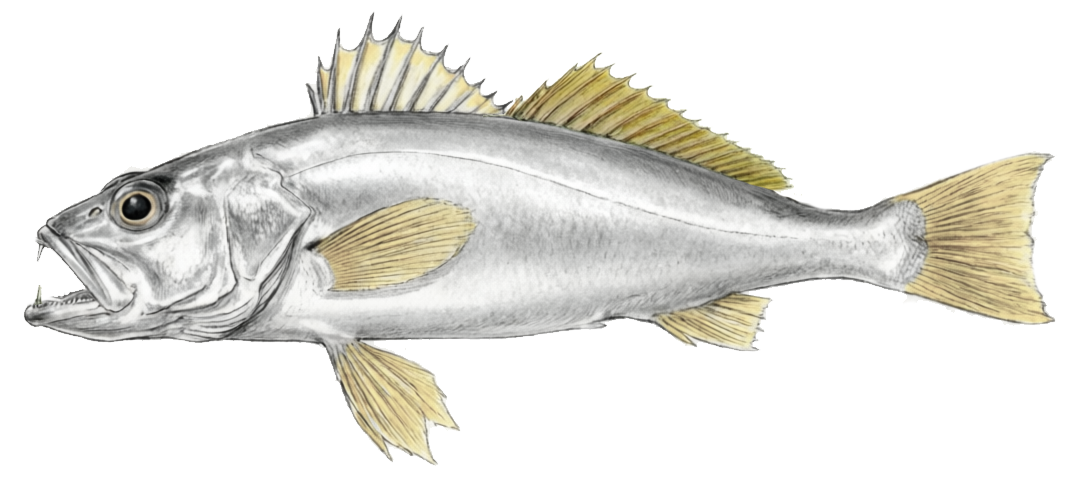 Otolithes ruber
