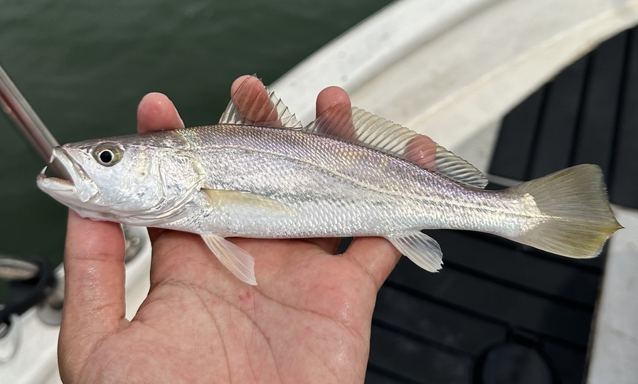 Красный клыкастый горбыль (Otolithes ruber) или Tigertooth croaker
