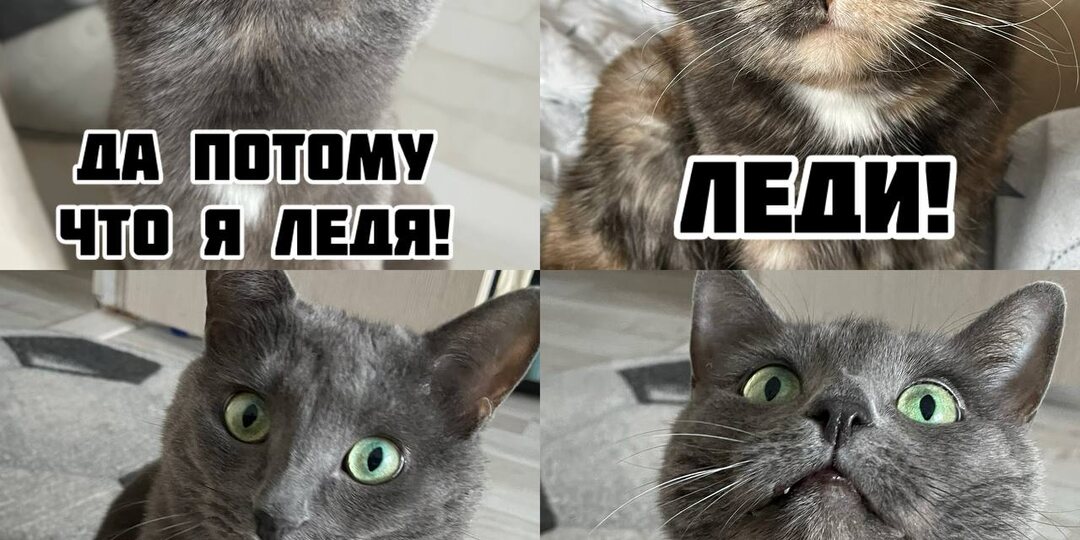 11 милых мемов, которые вселят в вас уверенность в то, что все будет хорошо