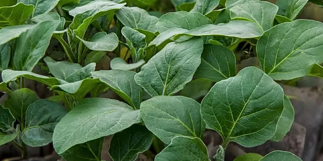 Почему нельзя сеять баклажаны в марте. 3 главных ошибки в расчете сроков, которые оставят вас без урожая