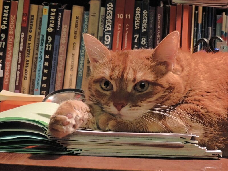 источник Яндекс-картинки