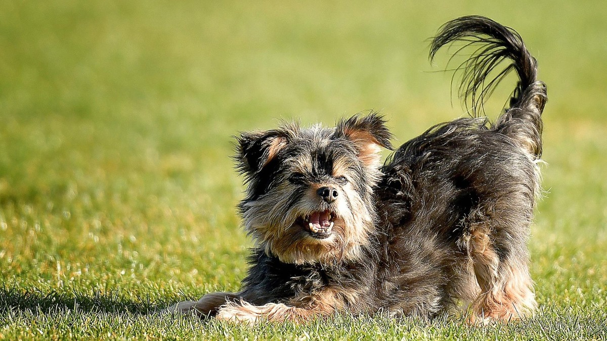    У йорков по стандарту допустим только один окрас
