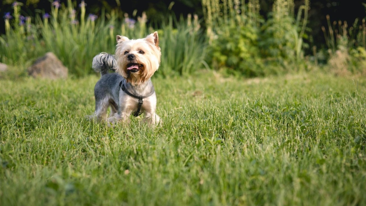    Классический окрас йорков — темно-стальной голубой с подпалом