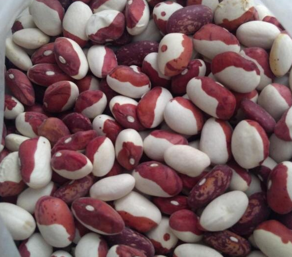 Зерновая фасоль Красавица — яркость и надёжность урожая