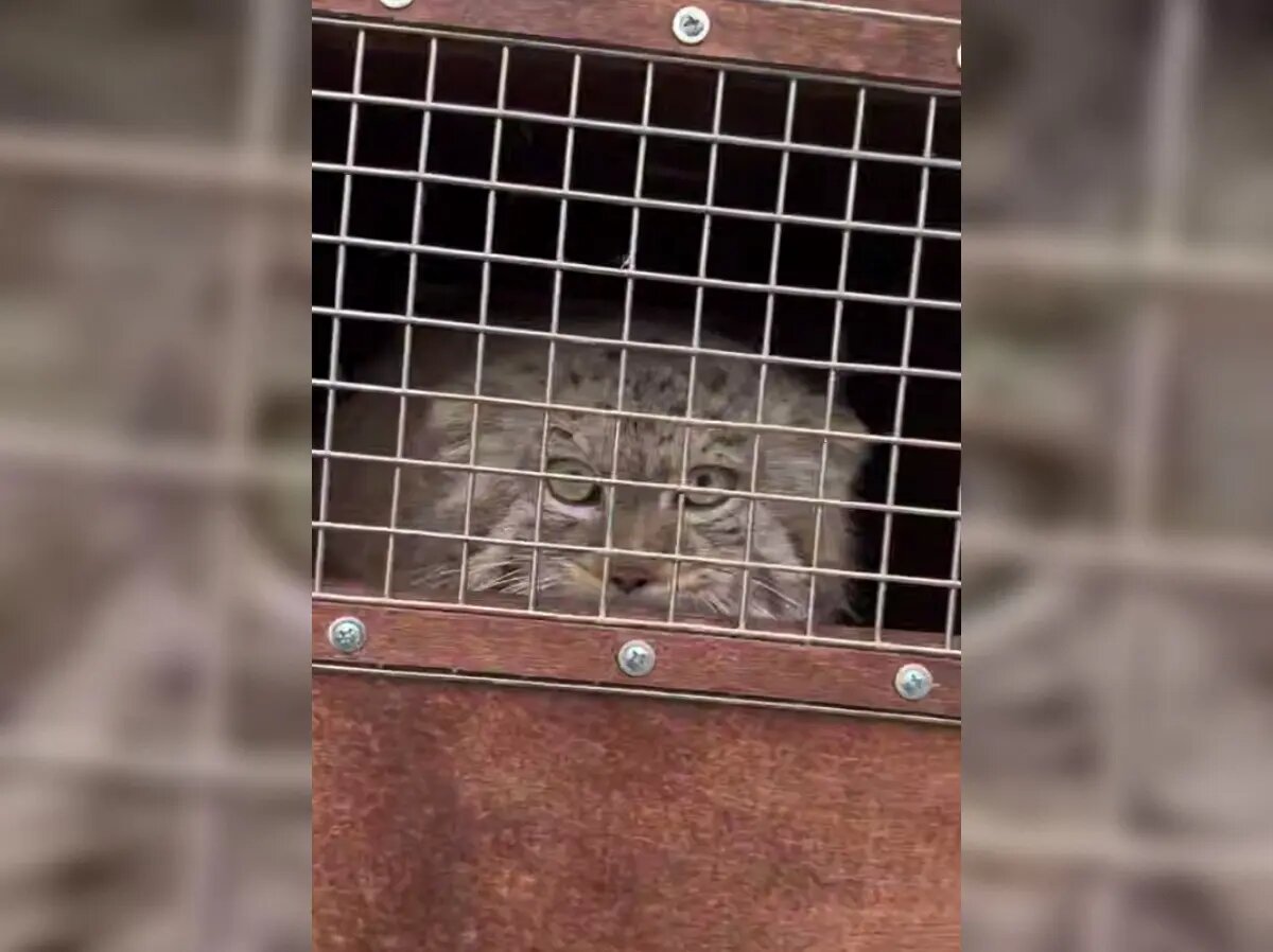    Фото: стоп-кадр видео от пресс-службы Ленинградского зоопарка