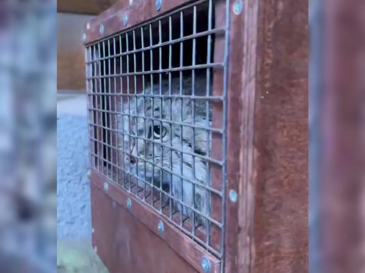    Фото: стоп-кадр видео от пресс-службы Ленинградского зоопарка