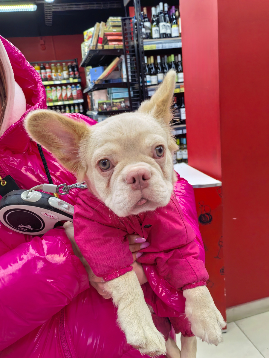 Мой любимый покупатель. Кому как, а мне он напоминает поросёнка) 