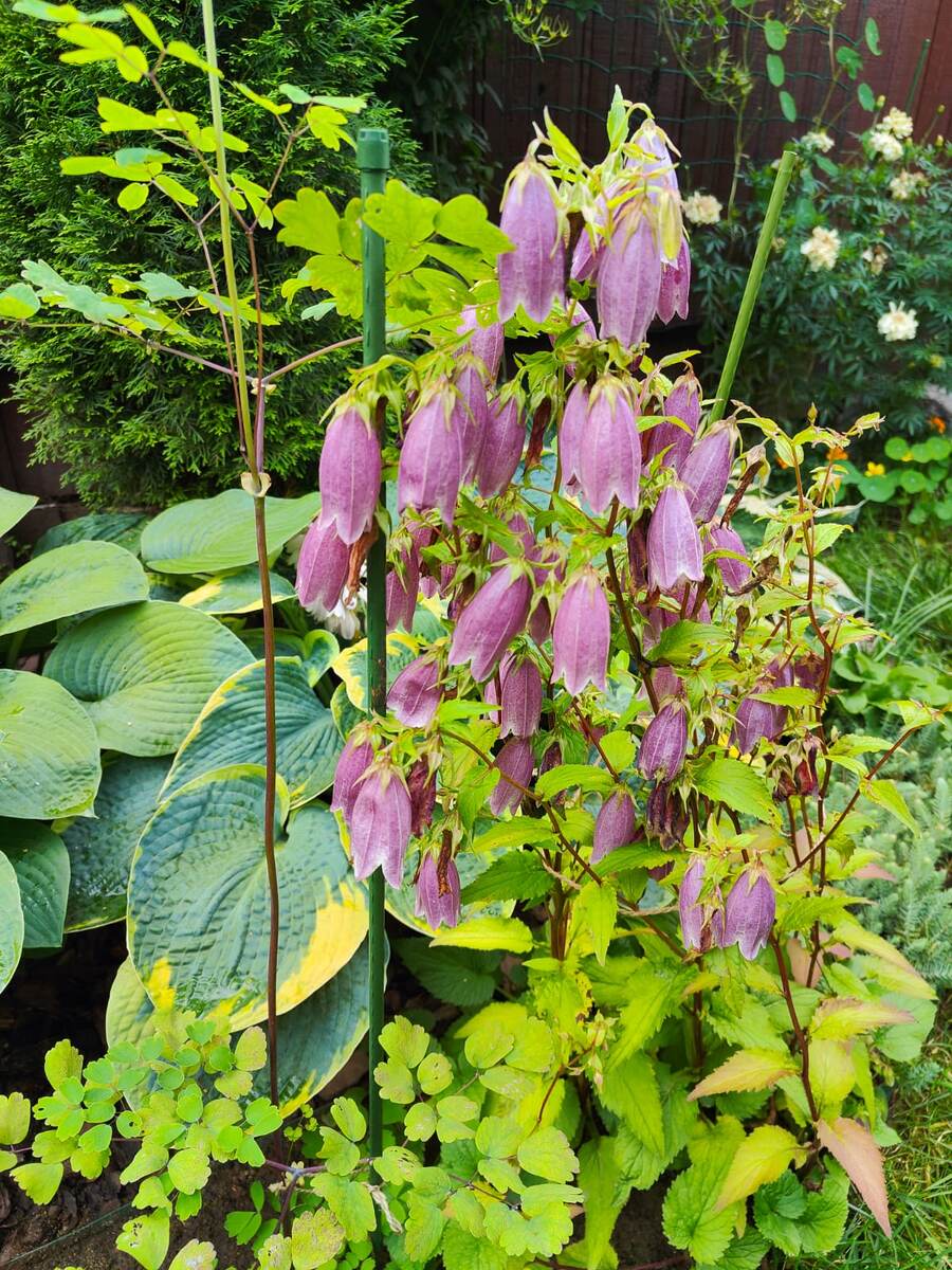 Конец июля.