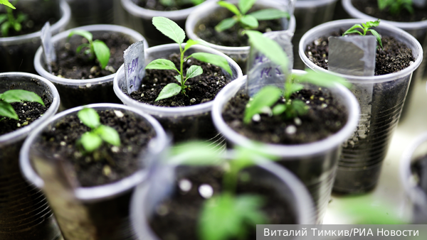     Фото: Виталий Тимкив/РИА Новости   
 Текст: Татьяна Косолапова