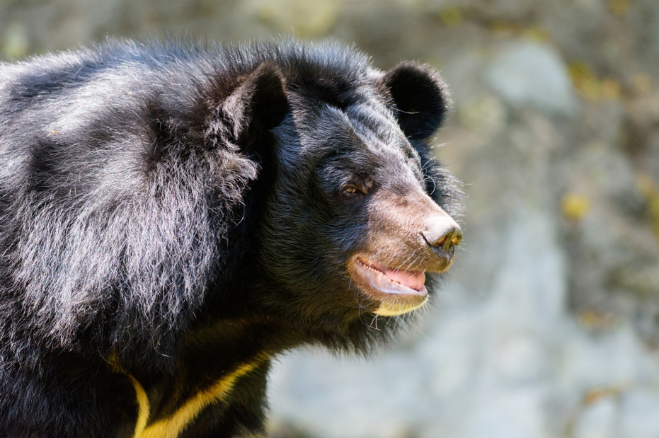    Shutterstock/FOTODOM