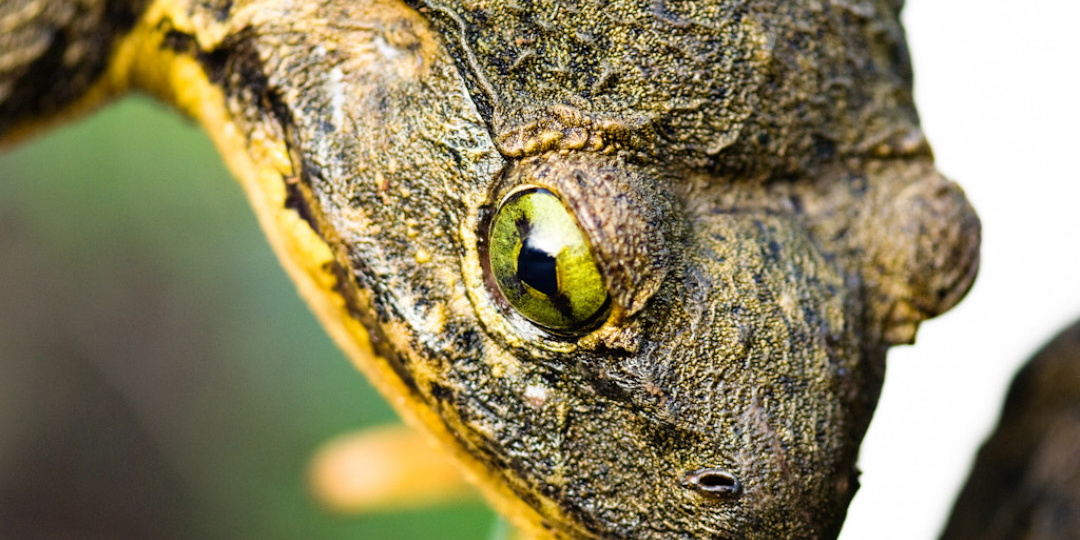 Лягушка-голиаф: размер имеет значение