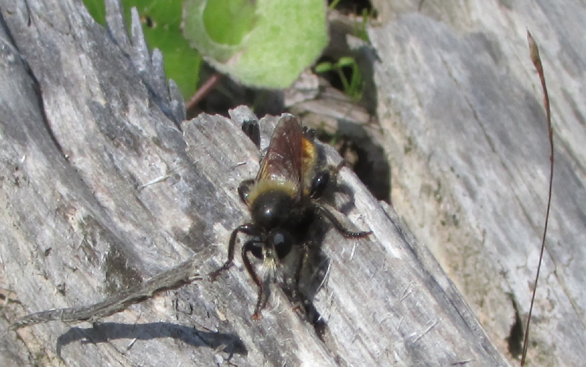 Самец. Беково, 15.07.23