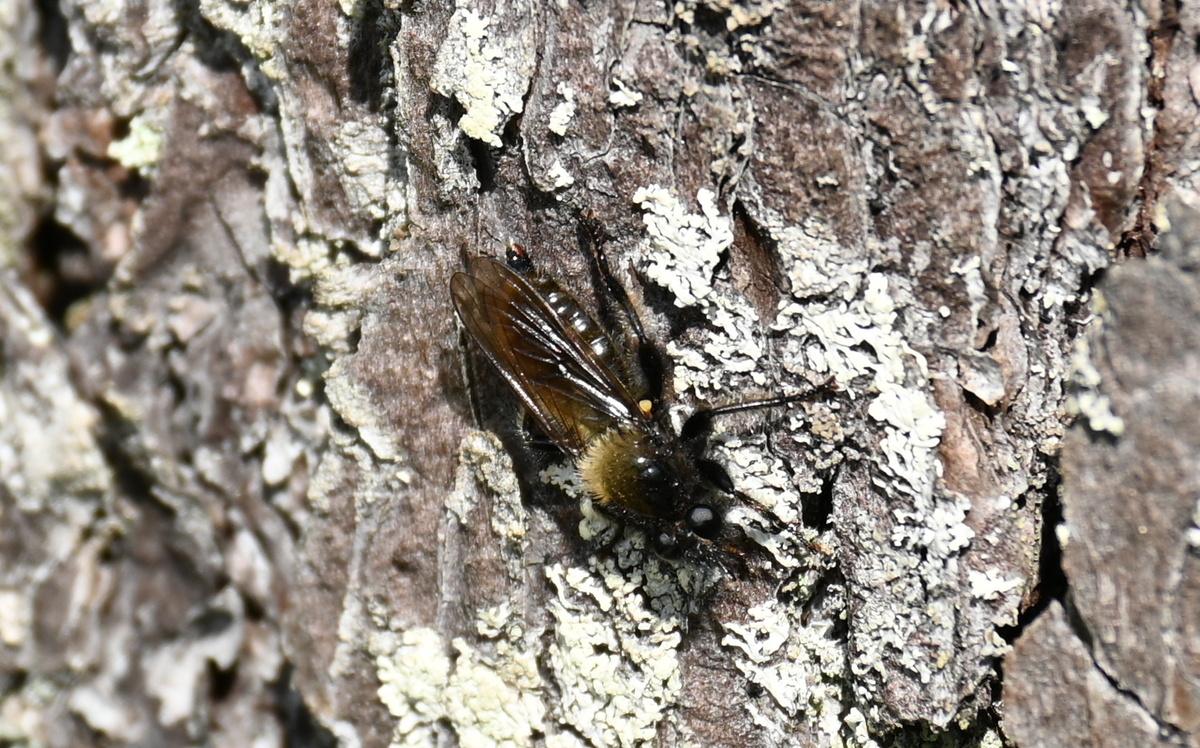 На коре малозаметен