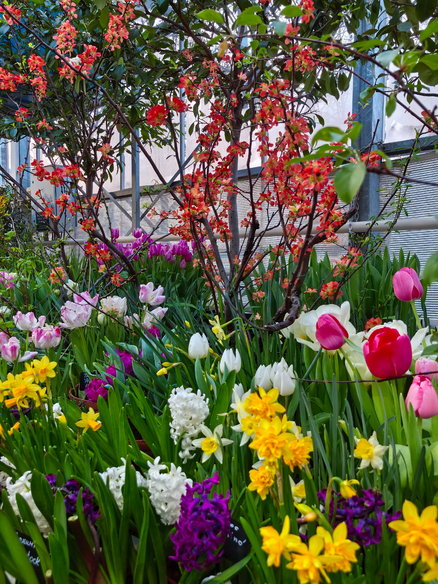 Японская айва в окружении тюльпанов, нарциссов и гиацинтов. 
