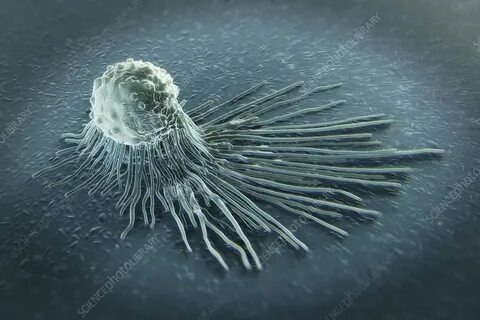 Макрофаг - такие "звери" водятся в нашем организме.  https://avatars.mds.yandex.net/i?id=c445498c4a5743fd66bf545c7711f4d7e7191296-6323519-images-thumbs&n=13  Macrophage, artwork - Stock Image - C020/4514 - Science Photo Library
sciencephoto.com