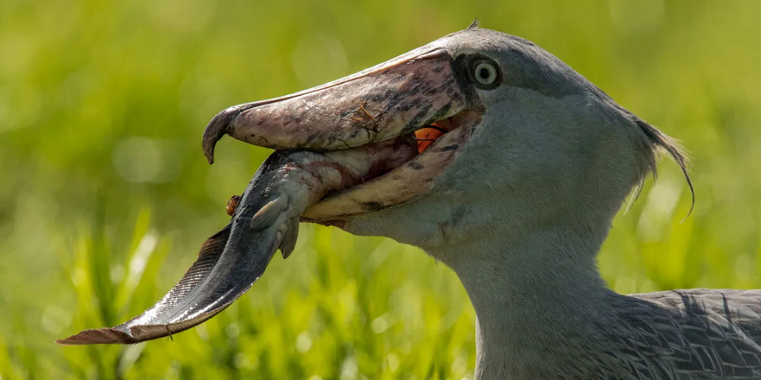 Эта птица ошибка Дизайнера или гениальное решение?