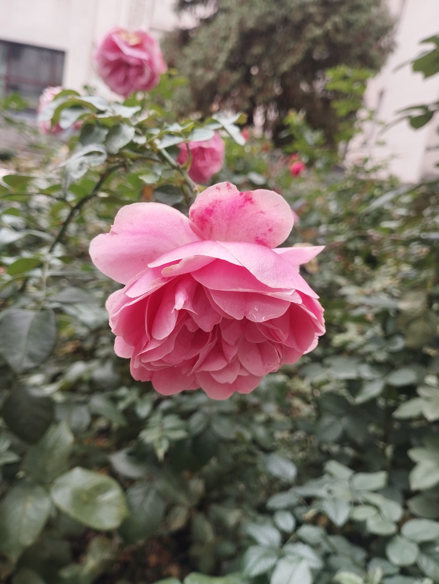 Розы в ноябре возле РГБ. Москва 2025 фото Гурова В.С. 