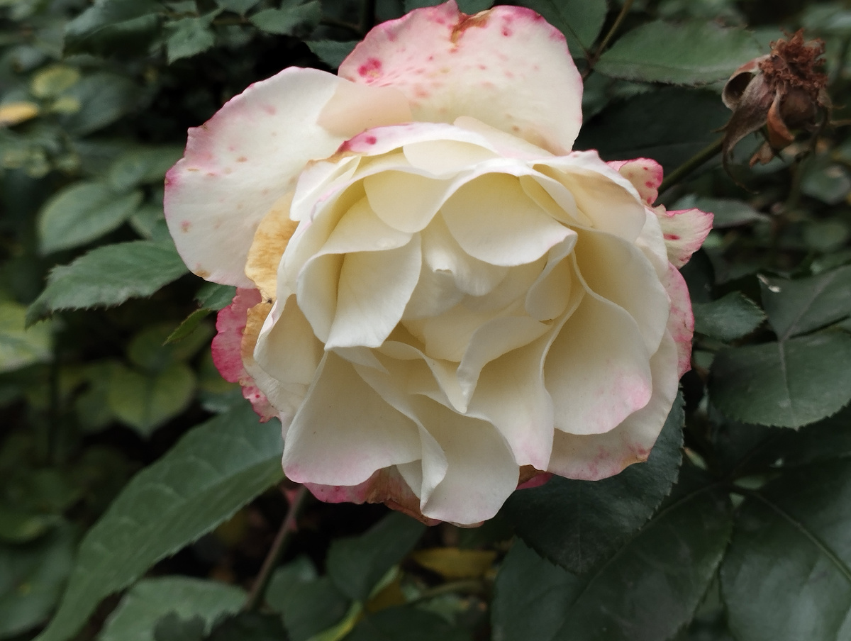 Розы в ноябре возле РГБ. Москва 2025 фото Гурова В.С. 