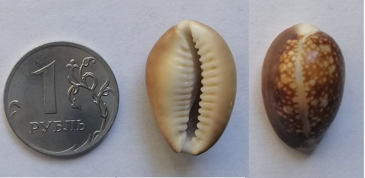 1.	 Раковина Каури из коллекции Рожук А.И. Изображение 1 рубля Российской Федерации прилагаю для возможности читателя сравнить с ним размер раковины. 