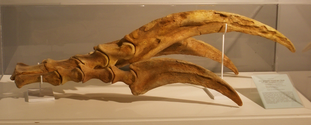 Как выглядело "Чудо в перьях"