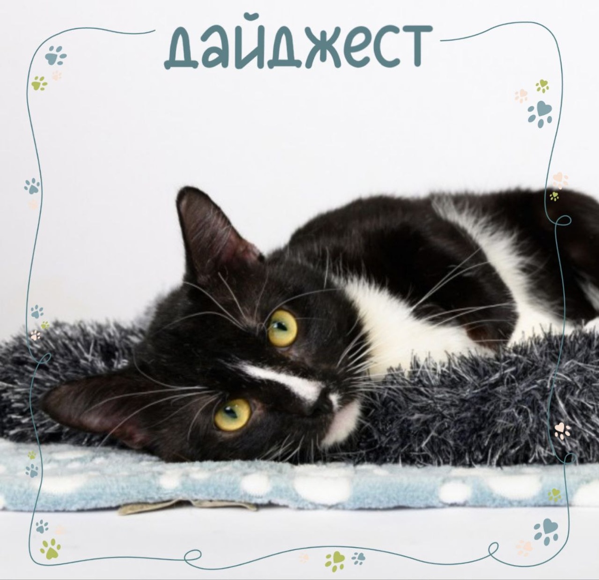 У Масика есть одна отличительная черта — белоснежный носик, который станет вашей любимой особенностью, а его присутствие наполнит дом теплом и уютом.