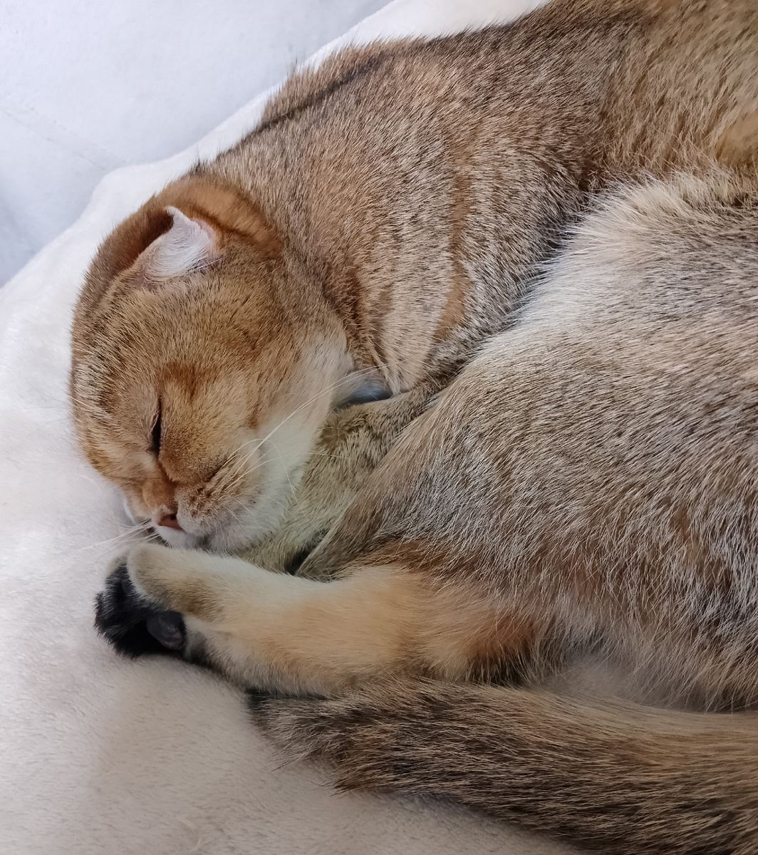 Тоська  устала к пятнице. Дрыхнет и сюжетов не подкидывает