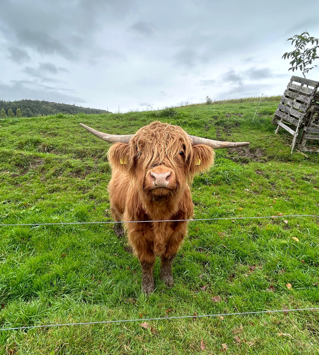 Такие быки живут на фермах в Швейцарии. 