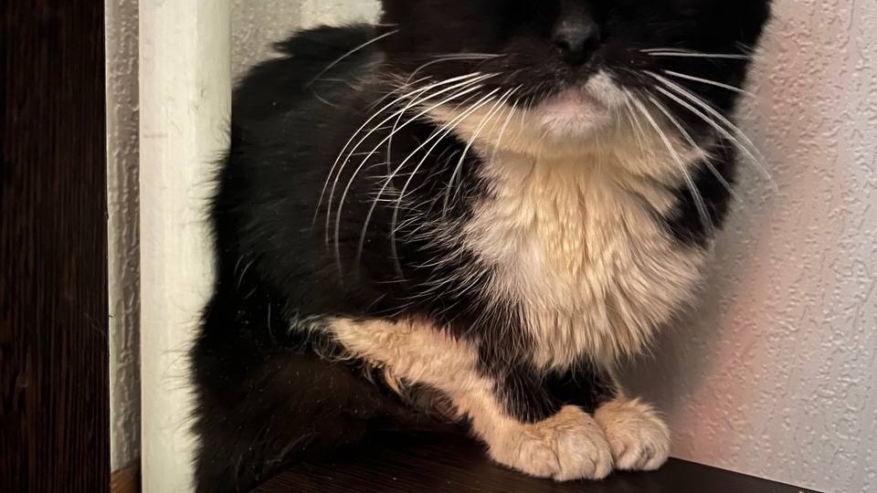 🆘🆘🆘СРОЧНО НУЖНА ПОМОЩЬ НА ЛЕЧЕНИЕ ПАНТЕЛЕЙМОНУ🙏 🆘🆘🆘