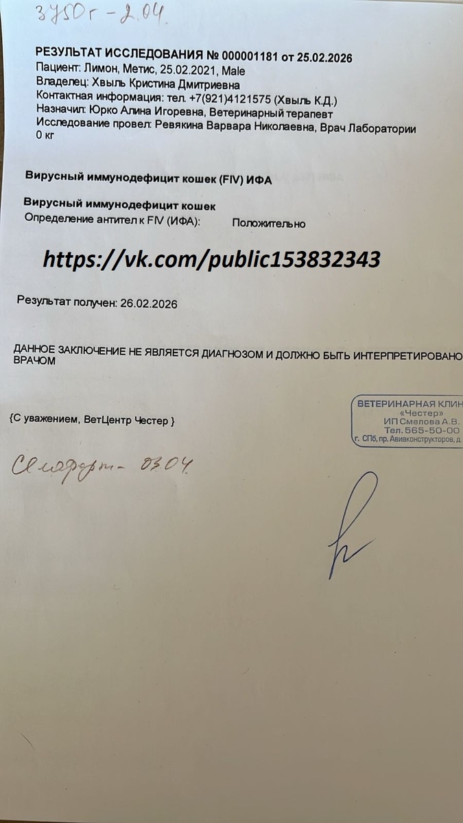 ВИК к Чеку от 27.02.2026 на сумму 5800 руб. за анализы на ВИК/Лейкоз/Кальцивироз в клинике Честер Пантелеймону.