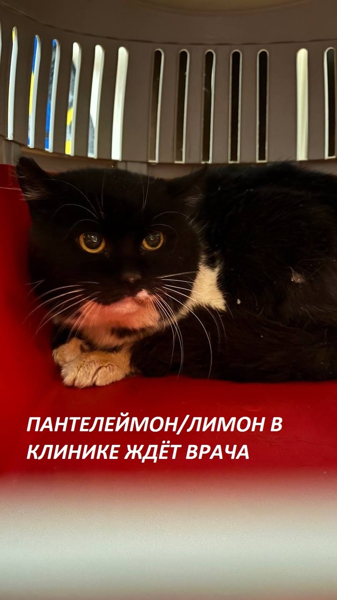 Котик к Чеку от 27.02.2026 на сумму 5800 руб. за анализы на ВИК/Лейкоз/Кальцивироз в клинике Честер Пантелеймону.