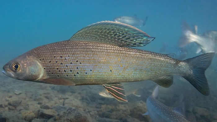 Хариус. Его красивые плавники расцветкой напоминают павлиний хвост