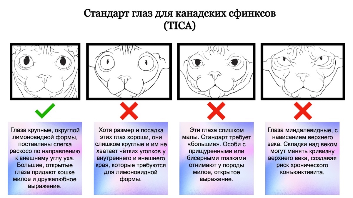 Для донских и петерболдов существуют аналогичные стандарты