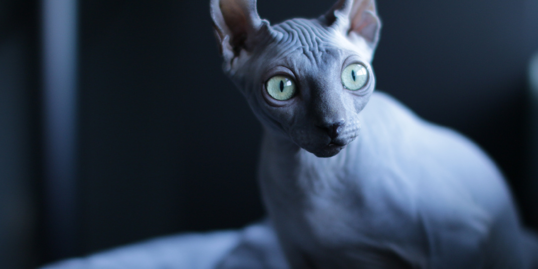 «Инопланетный взгляд». Почему глаза сфинксов такие большие и выразительные? 👀