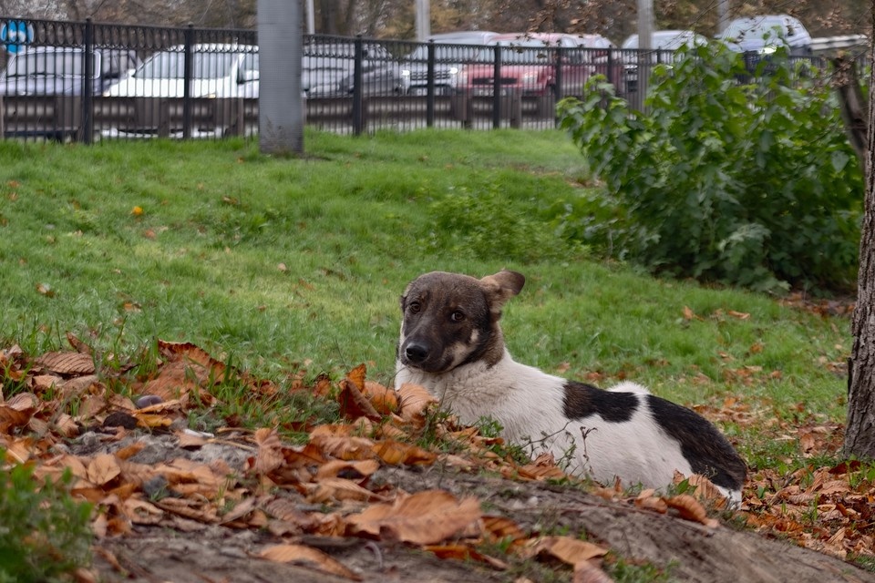    Собака научилась выбрасывать мусор и теперь нарушает закон: преступление попало на видео Алексей БУЛАТОВ